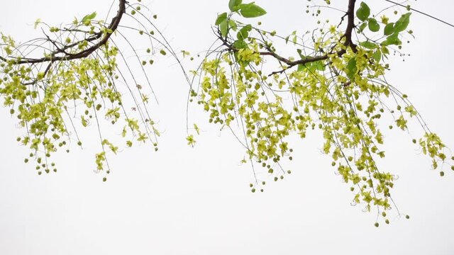 Yellow cassia fistula flowers known as the golden rain tree is full of blooming on a green tree. Yellow flower green background. Slow-motion video.