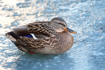 mallard, duck on the ice