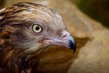 Hawk face with black pointy Beak close up detailed feathers right eye