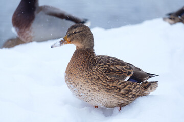 a duck in the snow