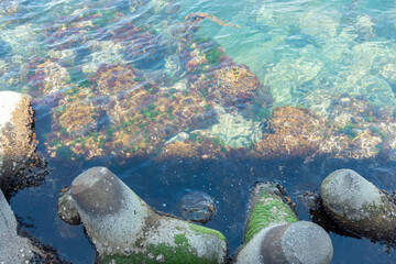 テトラポット　青森県