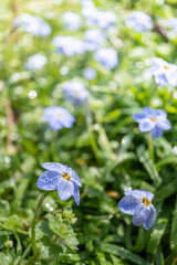 ハナニラの花　春のイメージ