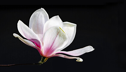 Magnolien (Magnolia), schwarze Hintergrund    black background, Close up   © Nina
