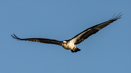 Fototapeta na wymiar Osprey searching for food and nesting