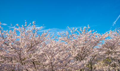 桜の花　春のイメージ
