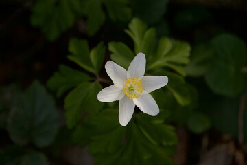 Spring