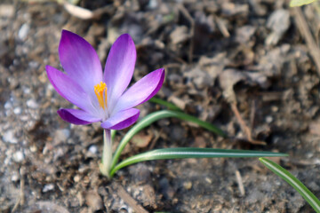 Purple crocus flowers in the garden. Spring background.