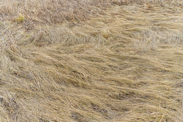 Dry last year's grass in the spring immediately after the snow melts. Close-up. Waves of high grass lying. The texture is natural, the grass is dry. Spring cloudy day in the forest. 