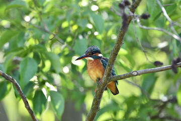 止まり木のカワセミ