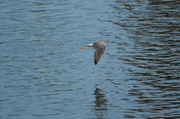 Greater Yellow-Legs flying over water