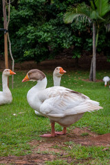 portrait Duck in a park, duck in a zoo. Exotic goose in farm
