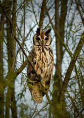 Striped owl
Asio clamator