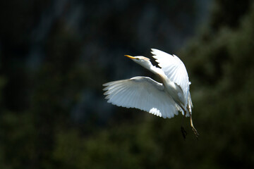 Cattle egret
bubulcus ibis