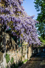 Glycine en fleurs
