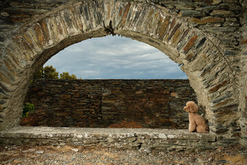 brown poodle posing in ancient ruins
