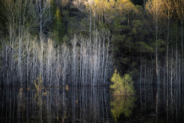 High water in spring. Flooded trees and bushes in the water. Reflection.