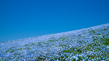 青空とネモフィラ