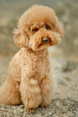 a brown poodle sitting in a field