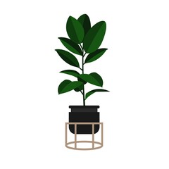 Ficus. Indoor flower. Vector illustration. Fashionable flower for the interior in the Scandinavian style.
