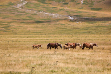 Naklejka na ściany i meble herd of horses with foals in the wild while grazing among the clearing