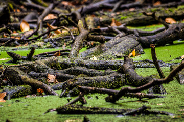 colorful autumn trees inside the Richmond Park in London.