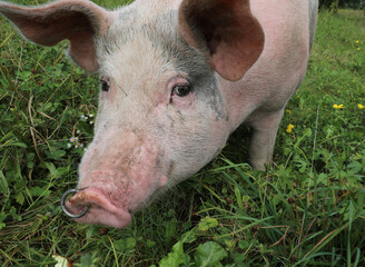 pig with a nose ring and staring at the camera