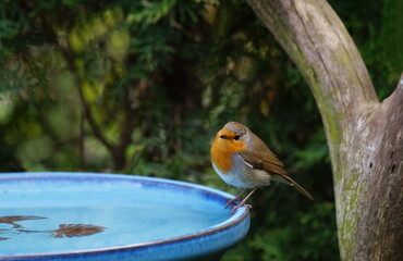 Robin at the bird bath