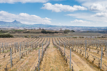 Fototapeta na wymiar panoramic views of vineyard field in la rioja, Spain