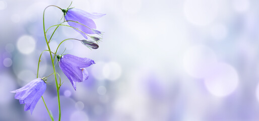 Lilac bellflowers on a blurred nature background