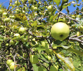 green apple in the apple tree as the sun ripens