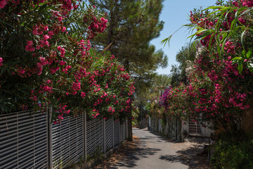 Beautiful oleanders and bougainvillea along the street. Ischia Island, Italy
