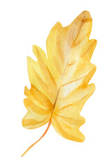 Fototapeta premium Watercolor Tropical yellow leaf on an isolated white background. abstract autumn illustration