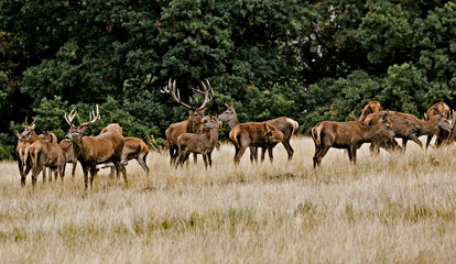 Naklejka na ściany i meble herd of red deer in Richmond Park in London taken during autumn.