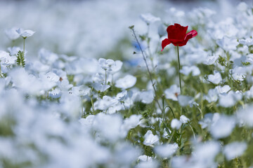 愛知県一宮市　138タワーパーク　ネモフィラ畑に咲く赤いポピー