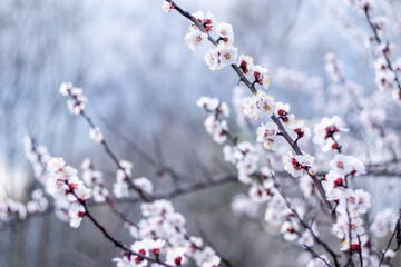 Kyiv, Ukraine, april 2014: Blossom of the Wild Plum in the forest