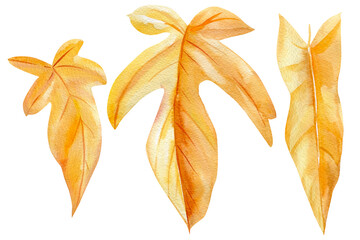 Naklejka na ściany i meble Watercolor set of Tropical yellow leaves on an isolated white background. autumn illustration
