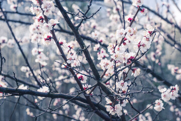 Kyiv, Ukraine, april 2014: Blossom of the Wild Plum in the forest