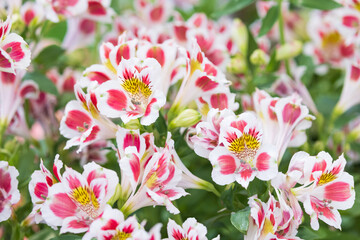 白とピンクのアルストロメリア