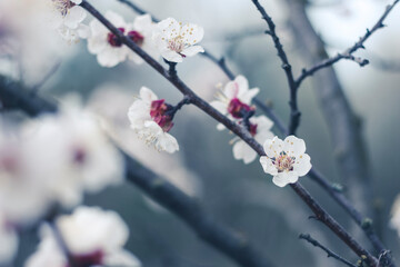 Kyiv, Ukraine, april 2014: Blossom of the Wild Plum in the forest