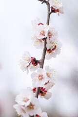 Kyiv, Ukraine, april 2014: Blossom of the Wild Plum in the forest