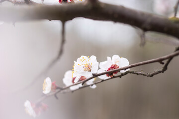 Kyiv, Ukraine, april 2014: Blossom of the Wild Plum in the forest