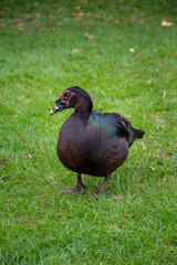 Exotic black Duck in a park, black duck in a zoo. Exotic goose in farm