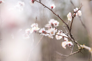 Kyiv, Ukraine, april 2014: Blossom of the Wild Plum in the forest