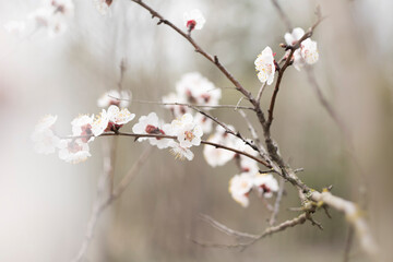 Kyiv, Ukraine, april 2014: Blossom of the Wild Plum in the forest