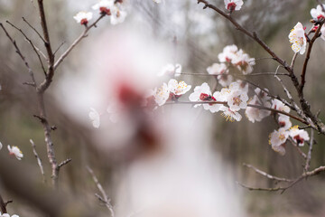 Kyiv, Ukraine, april 2014: Blossom of the Wild Plum in the forest