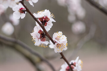 Kyiv, Ukraine, april 2014: Blossom of the Wild Plum in the forest