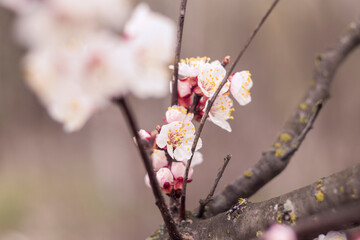 Kyiv, Ukraine, april 2014: Blossom of the Wild Plum in the forest