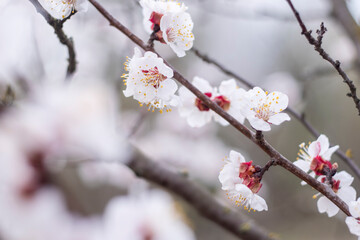 Kyiv, Ukraine, april 2014: Blossom of the Wild Plum in the forest