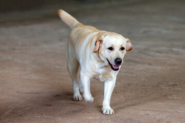 Yellow Labrador