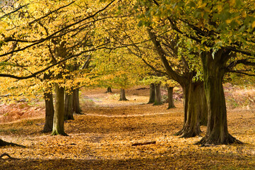 dreamy like landscape of autumn trees lined up in Richmond Park in London